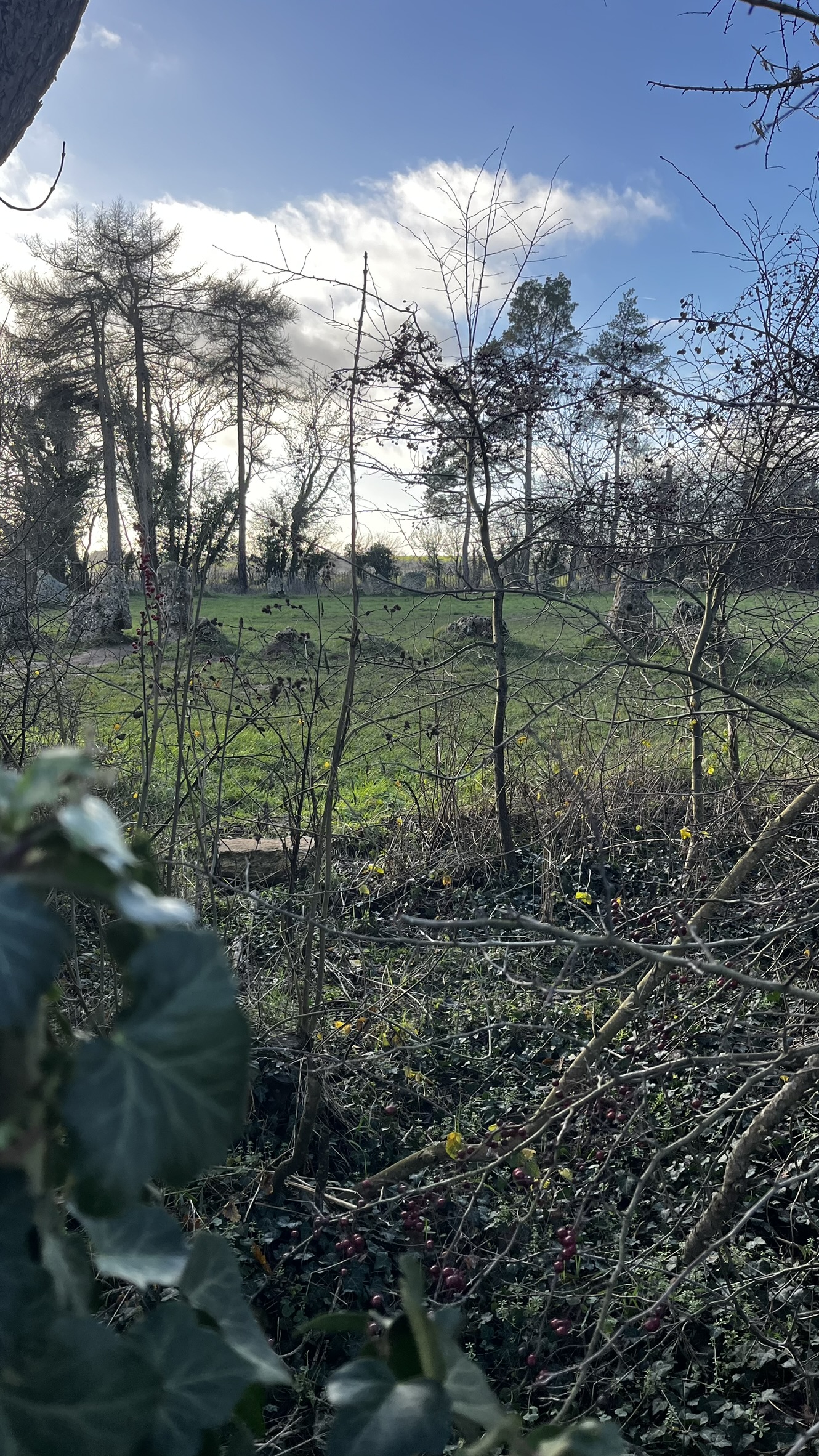The Rollright Stones, pictured through a hedge.